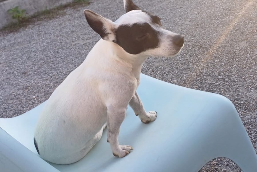 Verdwijningsalarm Hond  Mannetje , 6 jaar Telhado Portugal