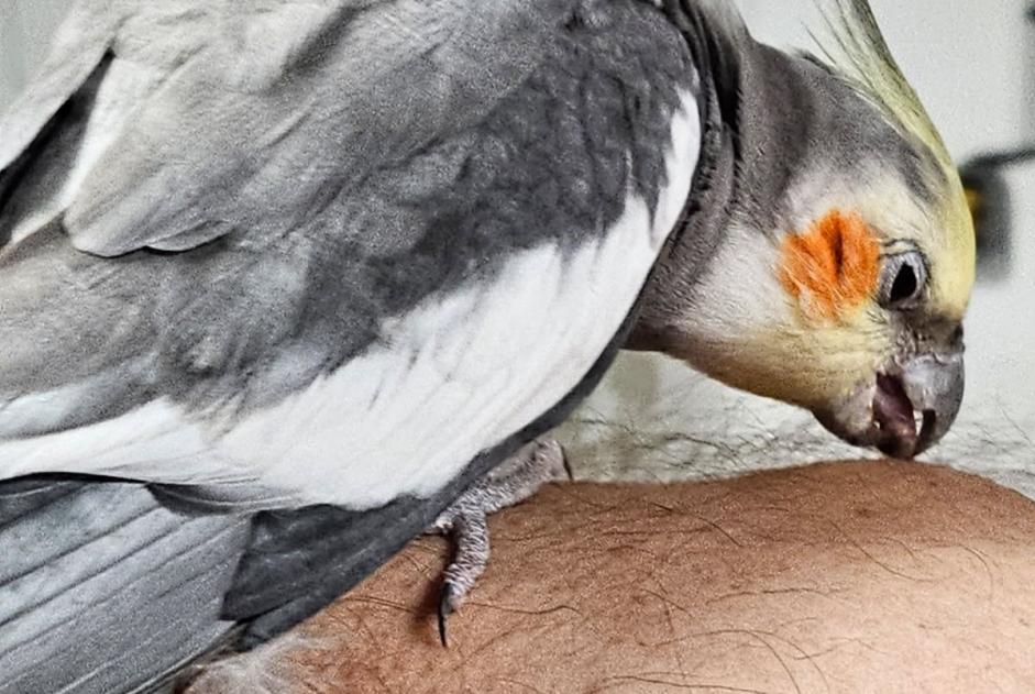 Ontdekkingsalarm Vogel Onbekend Wahagnies Frankrijk