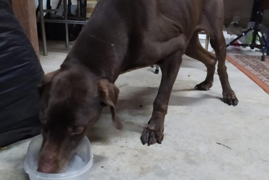 Ontdekkingsalarm Hond Mannetje Maxial Portugal