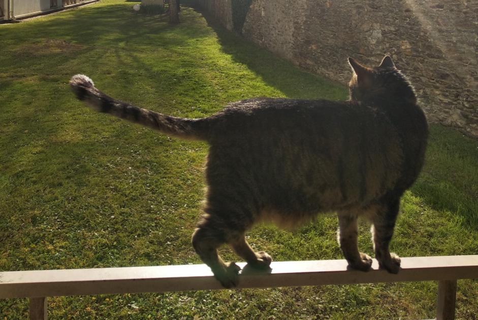 Verdwijningsalarm Kat Mannetje , 10 jaar Nantes Frankrijk