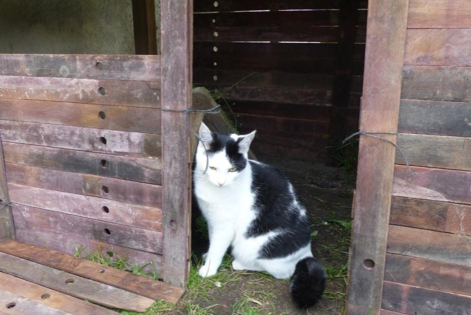 Alerta desaparecimento Gato  Fêmea , 7 anos Blaignan France