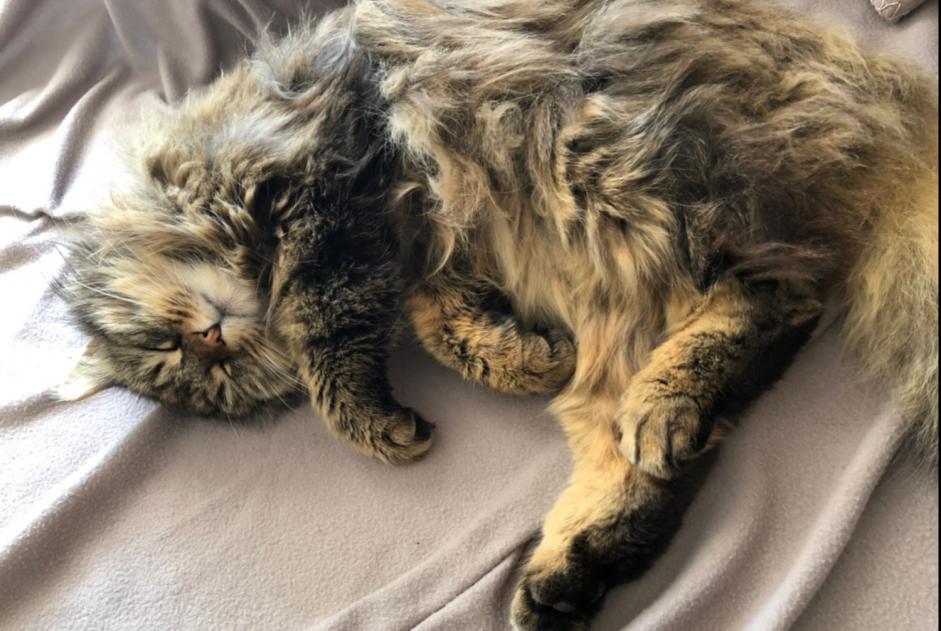 Alerta desaparecimento Gato cruzamento Macho , 9 anos Versoix Switzerland