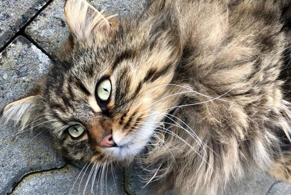 Alerta desaparecimento Gato cruzamento Macho , 9 anos Versoix Switzerland