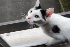 Alerta desaparecimento Gato Fêmea , 2 anos Bex Switzerland