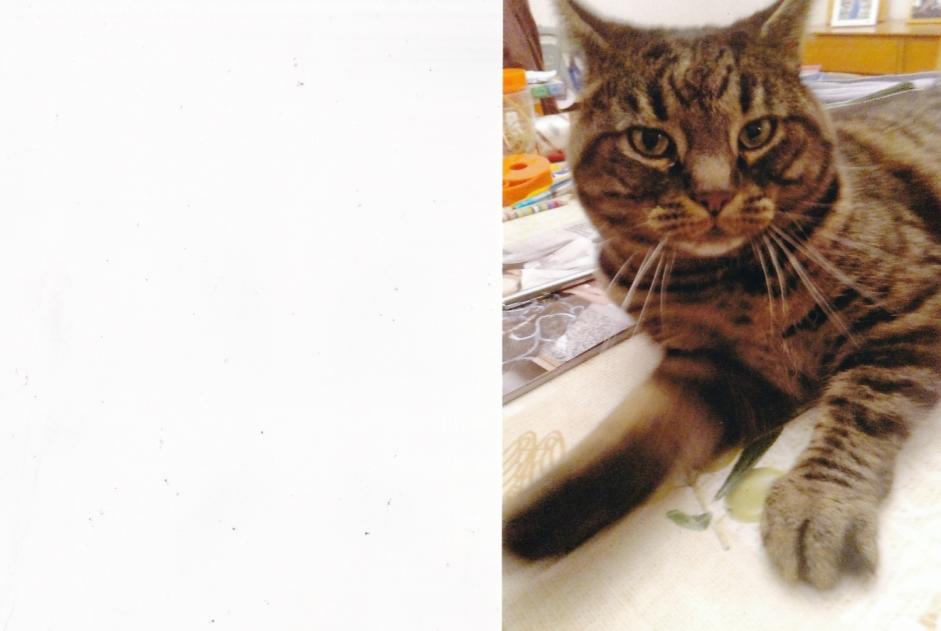 Alerta desaparecimento Gato  Macho , 5 anos La Grande Béroche Switzerland