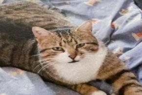 Alerta desaparecimento Gato Macho , 4 anos Saint-Cézaire-sur-Siagne France