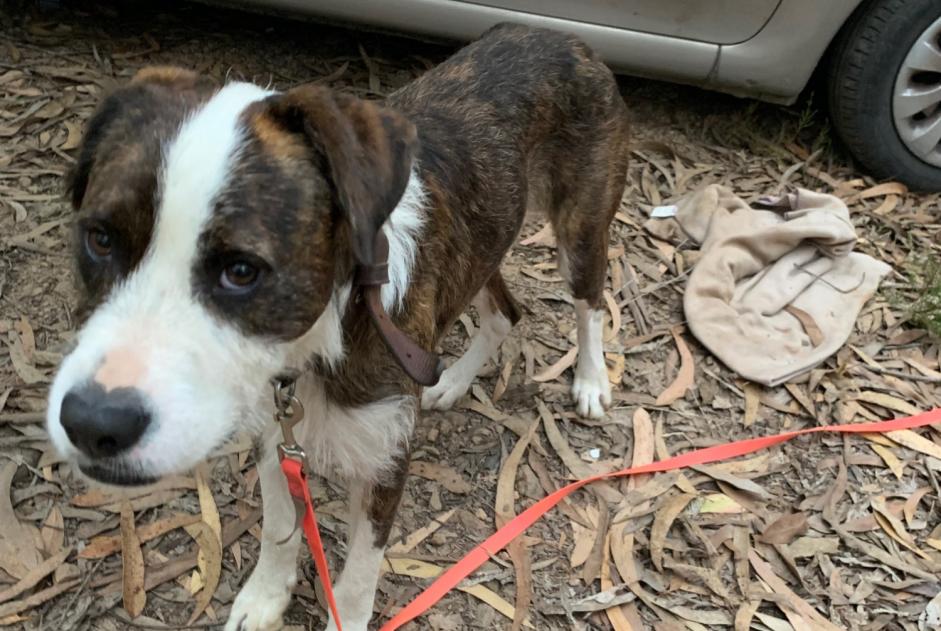 Alerta descoberta Cão cruzamento Macho Folgosa Portugal