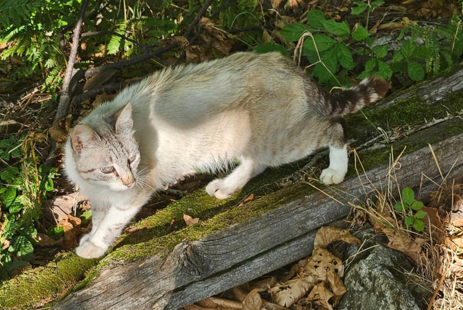 Alerta descoberta Gato Fêmea Le Pompidou France