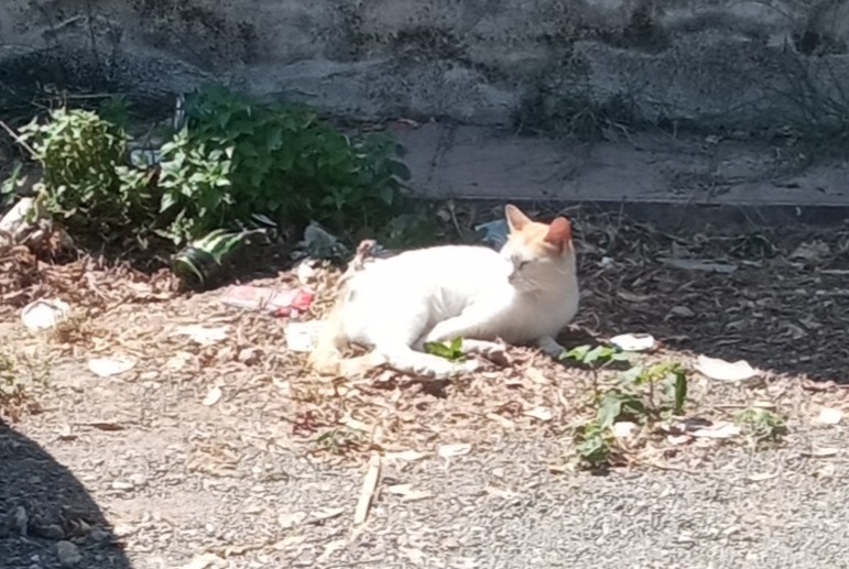 Alerta desaparecimento Gato Fêmea , 3 anos Murcia Spain