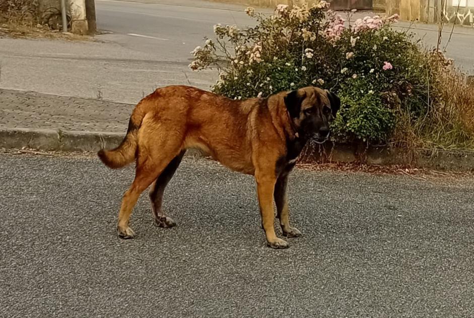 Alerta descoberta Cão Fêmea Arganil Portugal