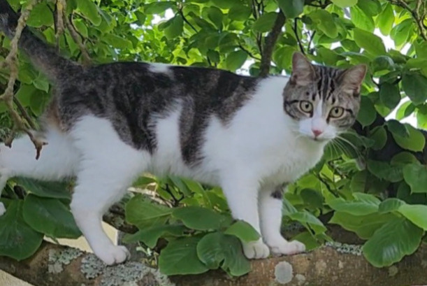 Alerta desaparecimento Gato Macho , 2 anos Lorient France