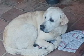 Alerta descoberta Cão  Macho Fontenilles France