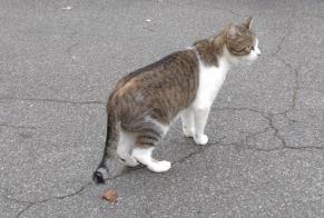 Alerta descoberta Gato Macho Toulouse France