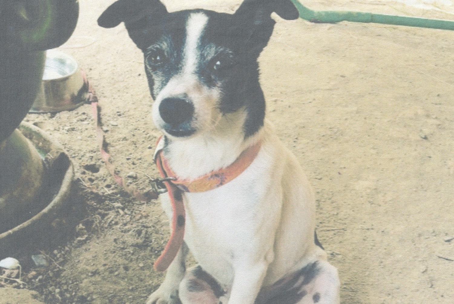 Alerta desaparecimento Cão Macho , 16 anos Montesquieu-Lauragais France