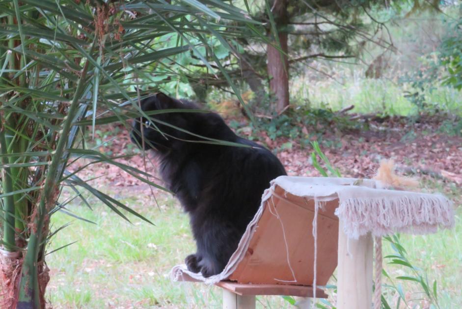 Alerta desaparecimento Gato Macho , 3 anos Ygos-Saint-Saturnin France