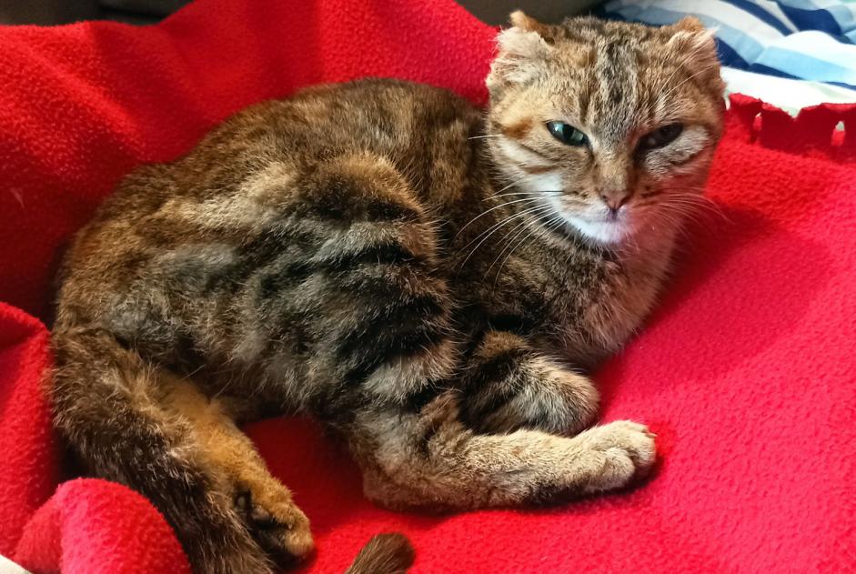 Alerta descoberta Gato Fêmea Plouër-sur-Rance France