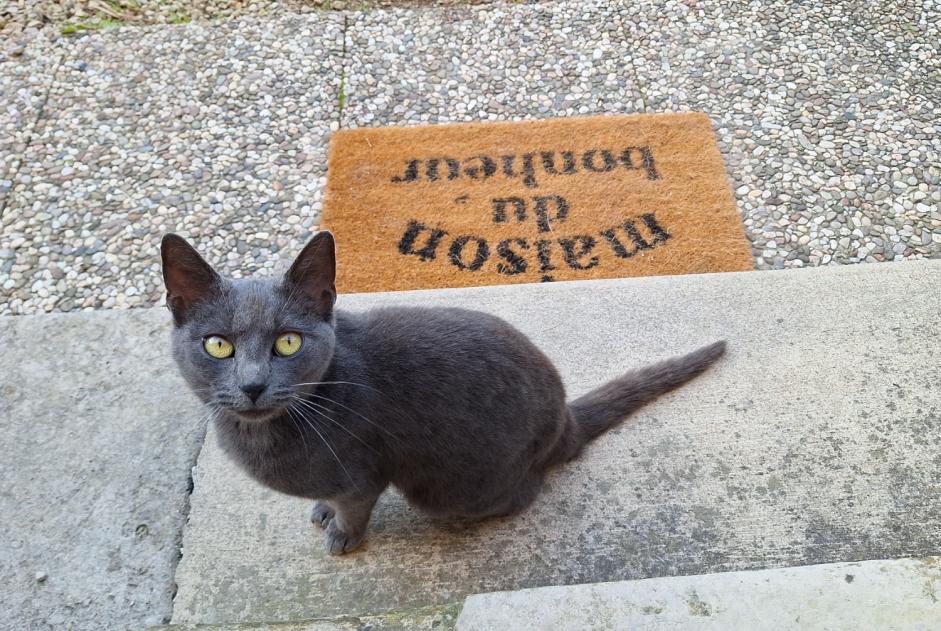 Alerta descoberta Gato  Fêmea Auxon France