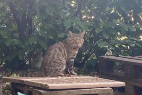 Alerta descoberta Gato Macho Lyon France