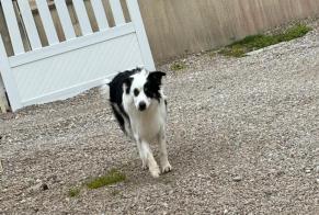 Alerta descoberta Cão  Macho Surtainville France