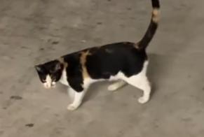 Alerta descoberta Gato Fêmea Renens Switzerland