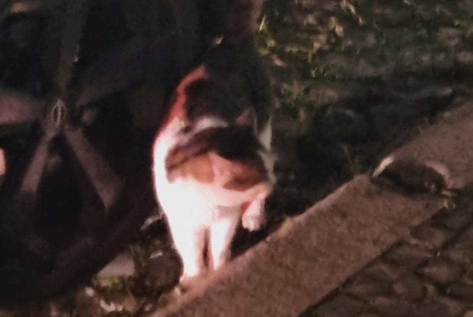 Alerta descoberta Gato Desconhecido Leiria Portugal