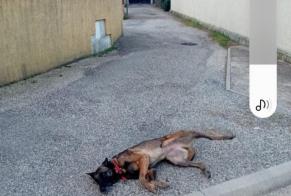 Alerta descoberta Cão  Desconhecido Montélimar France