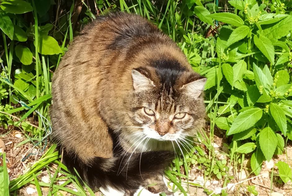 Alerta descoberta Gato Desconhecido Marseille France