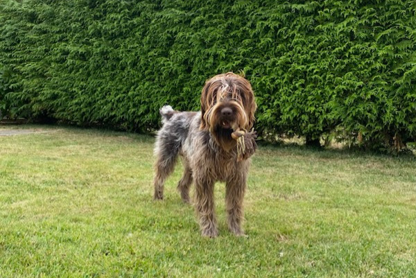 Alerta desaparecimento Cão  Macho , 1 anos Saint-Paul-du-Vernay France