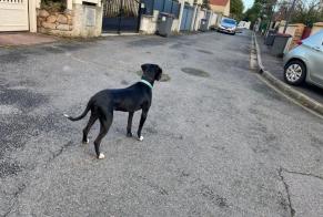 Alerta descoberta Cão Macho Palaiseau France