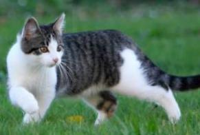 Alerta desaparecimento Gato Macho , 4 anos Balaruc-les-Bains France