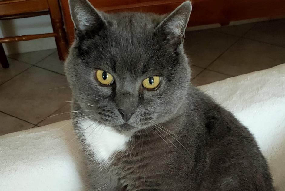 Alerta desaparecimento Gato cruzamento Macho , 8 anos Chevilly France