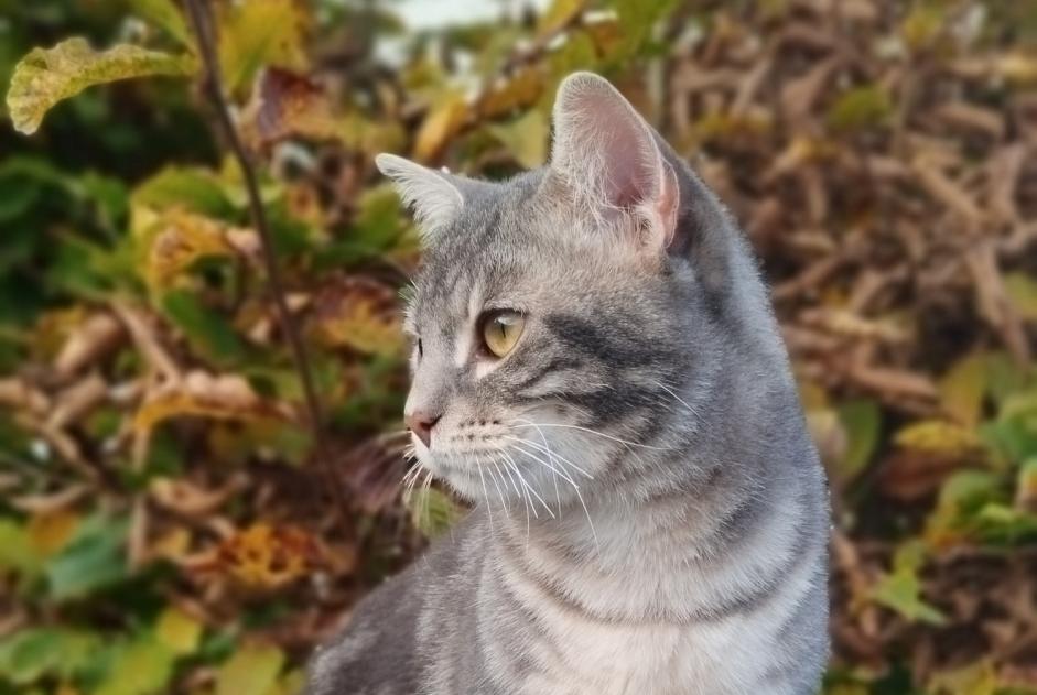 Alerta desaparecimento Gato cruzamento Macho , 1 anos Cesson France