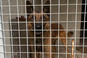 Alerta descoberta Cão  Desconhecido Gaillon France