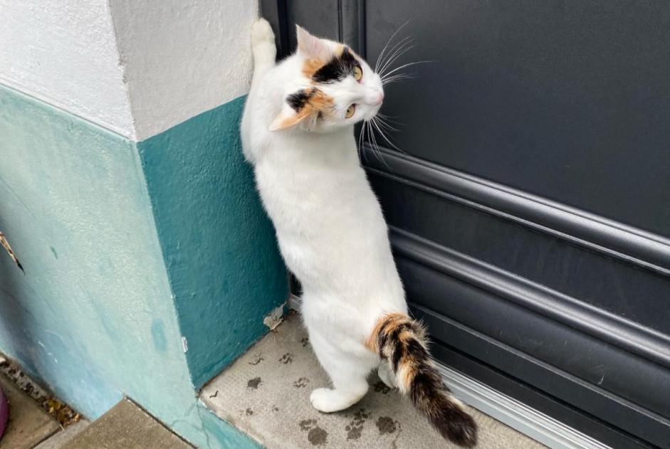 Alerta desaparecimento Gato  Fêmea , 3 anos Saint-Nazaire France