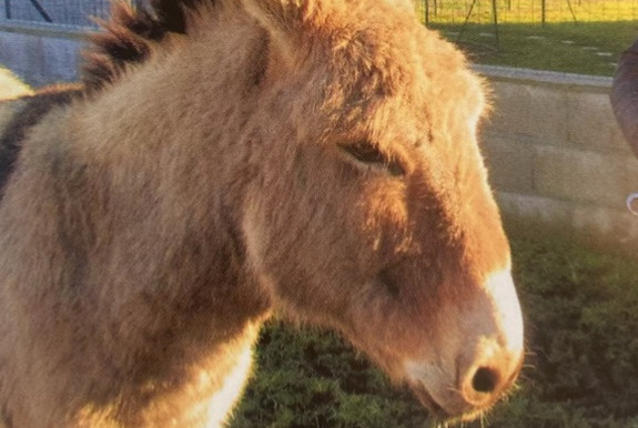 Alerta desaparecimento Cavalo Macho , 2024 anos Retournac France