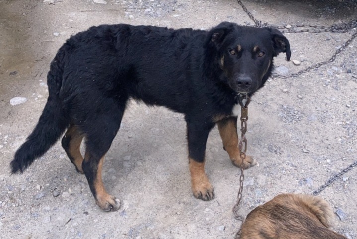 Alerta desaparecimento Cão cruzamento Fêmea , 2 anos Châteauroux-les-Alpes France