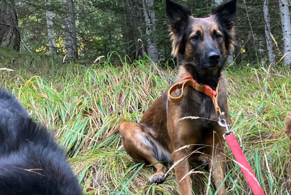 Alerta desaparecimento Cão cruzamento Fêmea , 2 anos Châteauroux-les-Alpes France