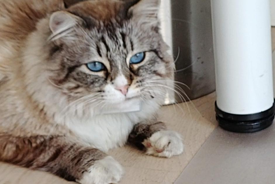 Alerta desaparecimento Gato cruzamento Macho , 10 anos Noisy-le-Grand France