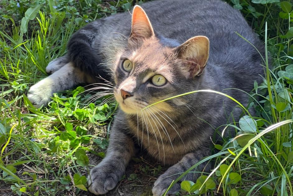 Alerta desaparecimento Gato Macho , 9 anos Atalaia Portugal