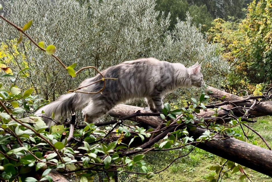 Alerta desaparecimento Gato cruzamento Fêmea , 1 anos Sébazac-Concourès France