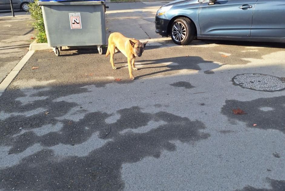 Alerta descoberta Cão  Macho Nîmes France