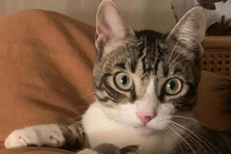 Alerta desaparecimento Gato Macho , 1 anos Santo Estevão Portugal