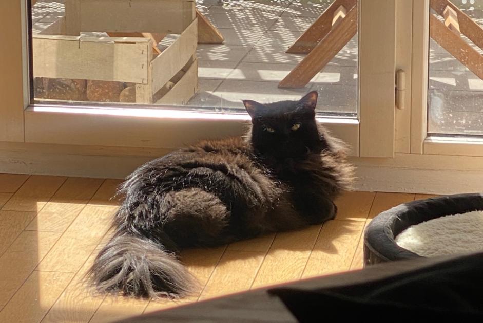 Alerta desaparecimento Gato Fêmea , 13 anos Boulogne-Billancourt France