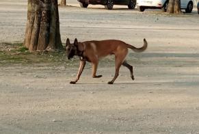 Alerta descoberta Cão  Desconhecido Romans-sur-Isère France