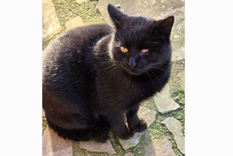 Alerta descoberta Gato Macho Villevaudé France