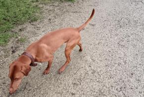 Alerta descoberta Cão  Macho Auray France