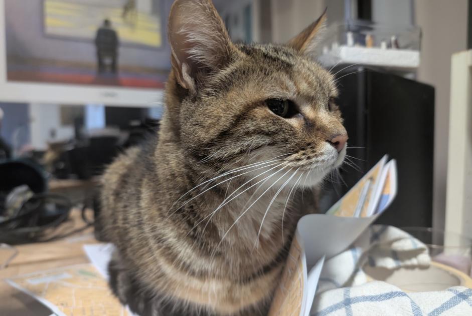 Alerta descoberta Gato Desconhecido Saintes France