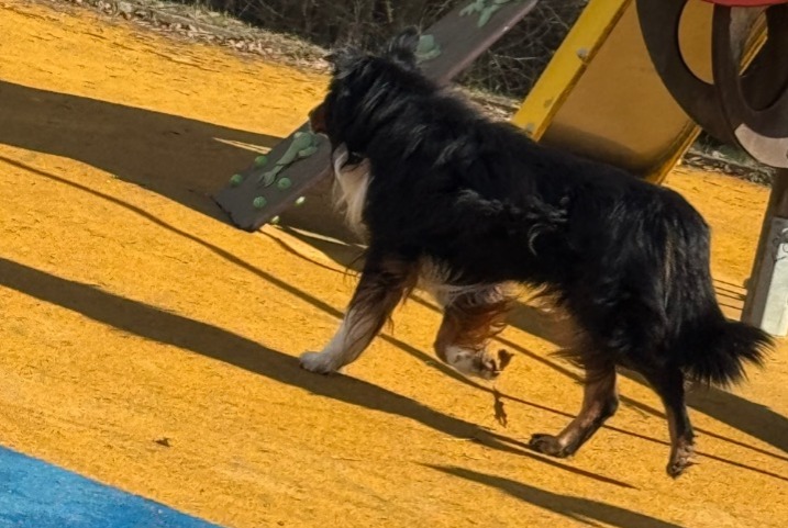 Alerta descoberta Cão Desconhecido Thionville France