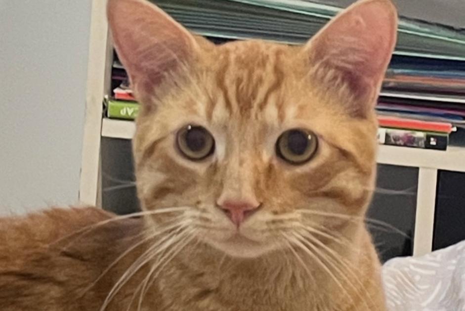 Alerta desaparecimento Gato cruzamento Macho , 1 anos Villeneuve-la-Comtesse France