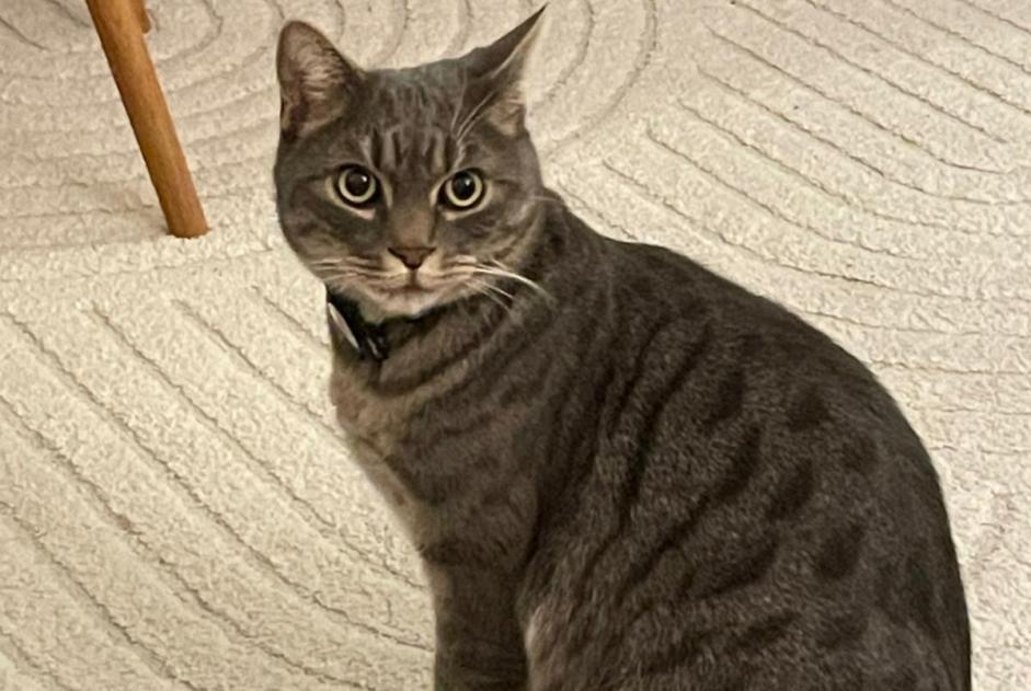 Alerta desaparecimento Gato cruzamento Macho , 5 anos Rosiers-d'Égletons France